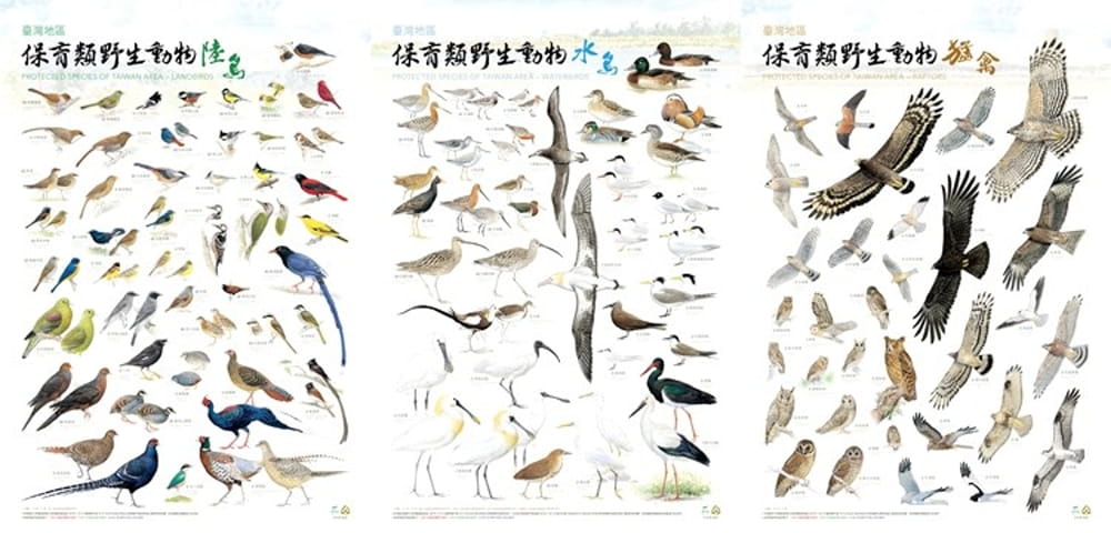 臺灣地區保育類野生動物圖鑑海報：鳥類篇(3張1套)