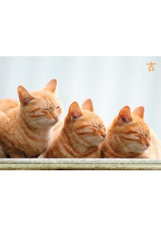 台灣貓物語明信片