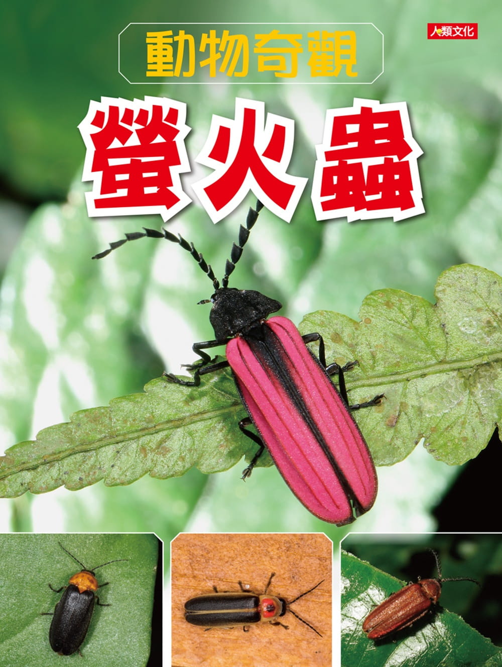 動物奇觀：螢火蟲