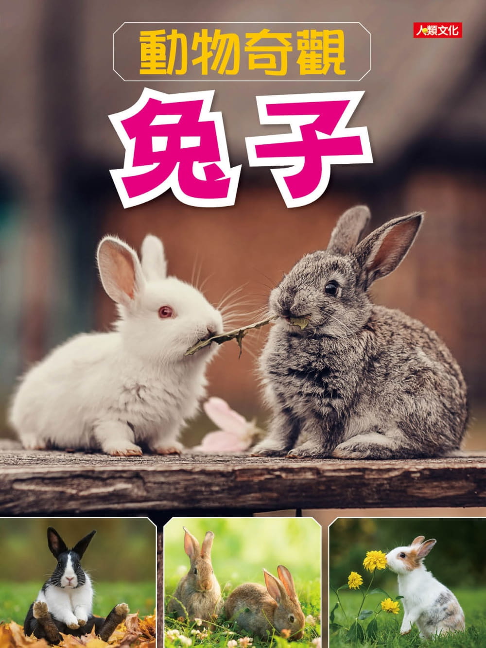 動物奇觀：兔子