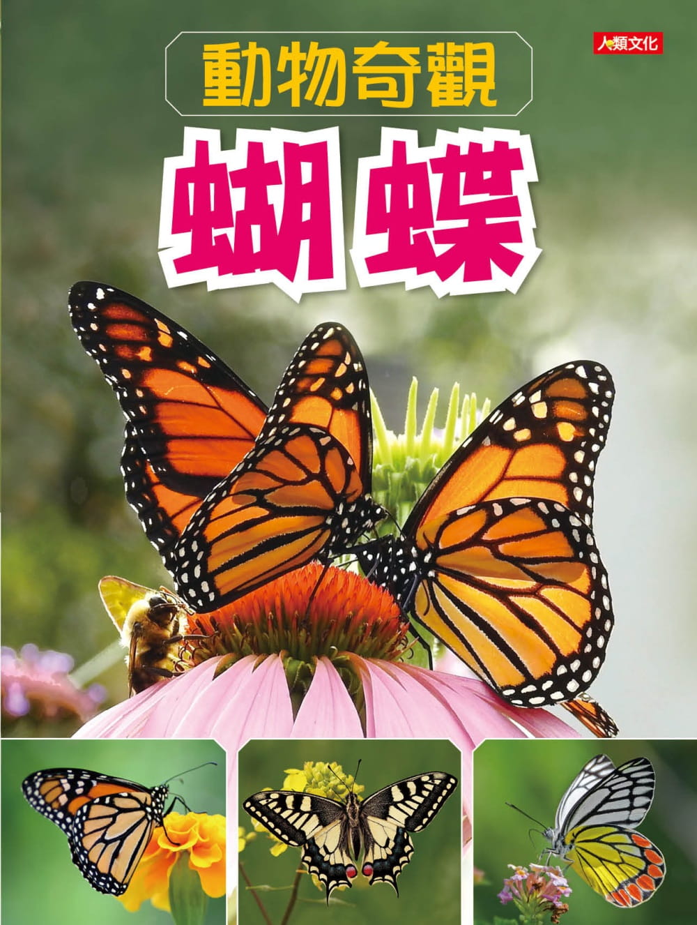動物奇觀：蝴蝶
