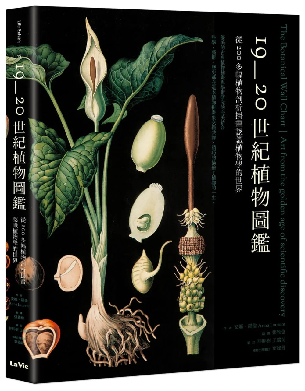 19~20世紀植物圖鑑：從200多幅植物剖析掛畫認識植物學的世界